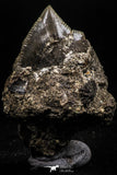 06180 - Astonishing 0.63 Inch Black Squalicorax pristodontus (Crow Shark) Tooth - New Location