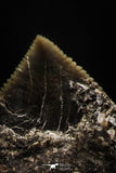 06180 - Astonishing 0.63 Inch Black Squalicorax pristodontus (Crow Shark) Tooth - New Location