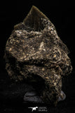 06180 - Astonishing 0.63 Inch Black Squalicorax pristodontus (Crow Shark) Tooth - New Location