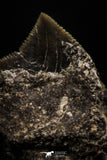06180 - Astonishing 0.63 Inch Black Squalicorax pristodontus (Crow Shark) Tooth - New Location