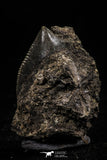 06182 - Nice Serrated 0.67 Inch Black Squalicorax pristodontus (Crow Shark) Tooth - New Location