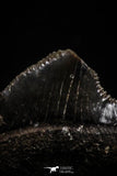 06183 - Beautiful 0.65 Inch Black Squalicorax pristodontus (Crow Shark) Tooth - New Location