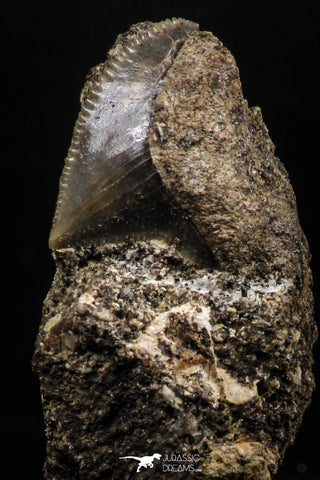 06184 - Nicely Preserved 0.53 Inch Black Squalicorax pristodontus (Crow Shark) Tooth in Natural Matrix