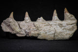 20840 - Collector Grade 6.10 Inch Platecarpus ptychodon (Mosasaur) Partial Right Hemi-Maxilla Cretaceous
