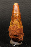 05928 - Beautiful 1.91 Inch Elosuchus sp Cretaceous Crocodile Tooth KemKem Beds