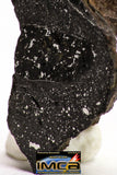 08931 -Top Rare NWA IMB Impact Melt Breccia Chondrite Meteorite Polished Section 2.24 g