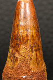 05928 - Beautiful 1.91 Inch Elosuchus sp Cretaceous Crocodile Tooth KemKem Beds