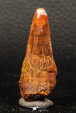 05928 - Beautiful 1.91 Inch Elosuchus sp Cretaceous Crocodile Tooth KemKem Beds