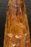 05931 - Well Preserved 1.99 Inch Spinosaurus Dinosaur Tooth Cretaceous