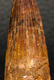 05931 - Well Preserved 1.99 Inch Spinosaurus Dinosaur Tooth Cretaceous