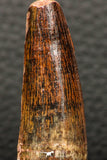 05933 - Well Preserved 2.36 Inch Spinosaurus Dinosaur Tooth Cretaceous