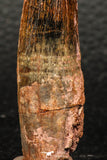 05933 - Well Preserved 2.36 Inch Spinosaurus Dinosaur Tooth Cretaceous