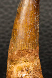 05937 - Well Preserved 2.33 Inch Spinosaurus Dinosaur Tooth Cretaceous