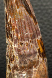05939 - Well Preserved 2.96 Inch Spinosaurus Dinosaur Tooth Cretaceous