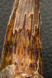 05939 - Well Preserved 2.96 Inch Spinosaurus Dinosaur Tooth Cretaceous