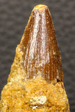 05941 - Well Preserved 2.59 Inch Spinosaurus Dinosaur Tooth Cretaceous