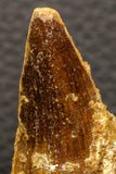 05941 - Well Preserved 2.59 Inch Spinosaurus Dinosaur Tooth Cretaceous