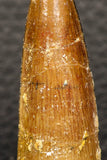 05944 - Well Preserved 2.23 Inch Spinosaurus Dinosaur Tooth Cretaceous