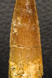05944 - Well Preserved 2.23 Inch Spinosaurus Dinosaur Tooth Cretaceous