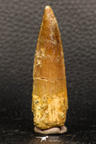 05944 - Well Preserved 2.23 Inch Spinosaurus Dinosaur Tooth Cretaceous