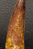 05946 - Well Preserved 2.35 Inch Spinosaurus Dinosaur Tooth Cretaceous