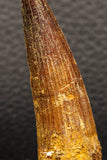 05946 - Well Preserved 2.35 Inch Spinosaurus Dinosaur Tooth Cretaceous