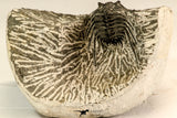 30616 - Nicely Prepared 1.38 Inch Leonaspis sp Middle Devonian Trilobite