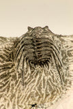 30616 - Nicely Prepared 1.38 Inch Leonaspis sp Middle Devonian Trilobite