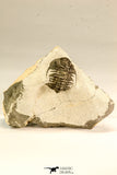30617 - Top Rare 1.14 Inch Pilletopeltis sp Lower Devonian Trilobite - Morocco