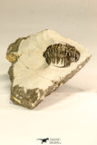 30617 - Top Rare 1.14 Inch Pilletopeltis sp Lower Devonian Trilobite - Morocco