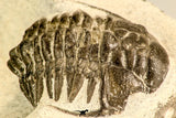 30617 - Top Rare 1.14 Inch Pilletopeltis sp Lower Devonian Trilobite - Morocco
