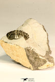 30617 - Top Rare 1.14 Inch Pilletopeltis sp Lower Devonian Trilobite - Morocco