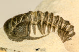 30617 - Top Rare 1.14 Inch Pilletopeltis sp Lower Devonian Trilobite - Morocco