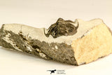 30617 - Top Rare 1.14 Inch Pilletopeltis sp Lower Devonian Trilobite - Morocco