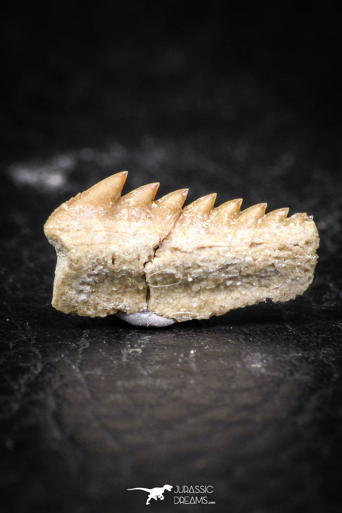 03146 - Beautiful Well Preserved 0.55 Inch Hexanchus microdon Shark Tooth