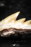 03149 - Beautiful Well Preserved 0.48 Inch Hexanchus microdon Shark Tooth