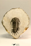 30619 - Top Rare 2.52 Inch Pilletopeltis sp Lower Devonian Trilobite - Morocco