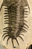 30619 - Top Rare 2.52 Inch Pilletopeltis sp Lower Devonian Trilobite - Morocco