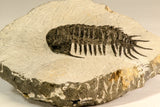 30619 - Top Rare 2.52 Inch Pilletopeltis sp Lower Devonian Trilobite - Morocco