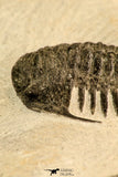 30619 - Top Rare 2.52 Inch Pilletopeltis sp Lower Devonian Trilobite - Morocco
