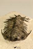 30619 - Top Rare 2.52 Inch Pilletopeltis sp Lower Devonian Trilobite - Morocco