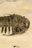 30619 - Top Rare 2.52 Inch Pilletopeltis sp Lower Devonian Trilobite - Morocco
