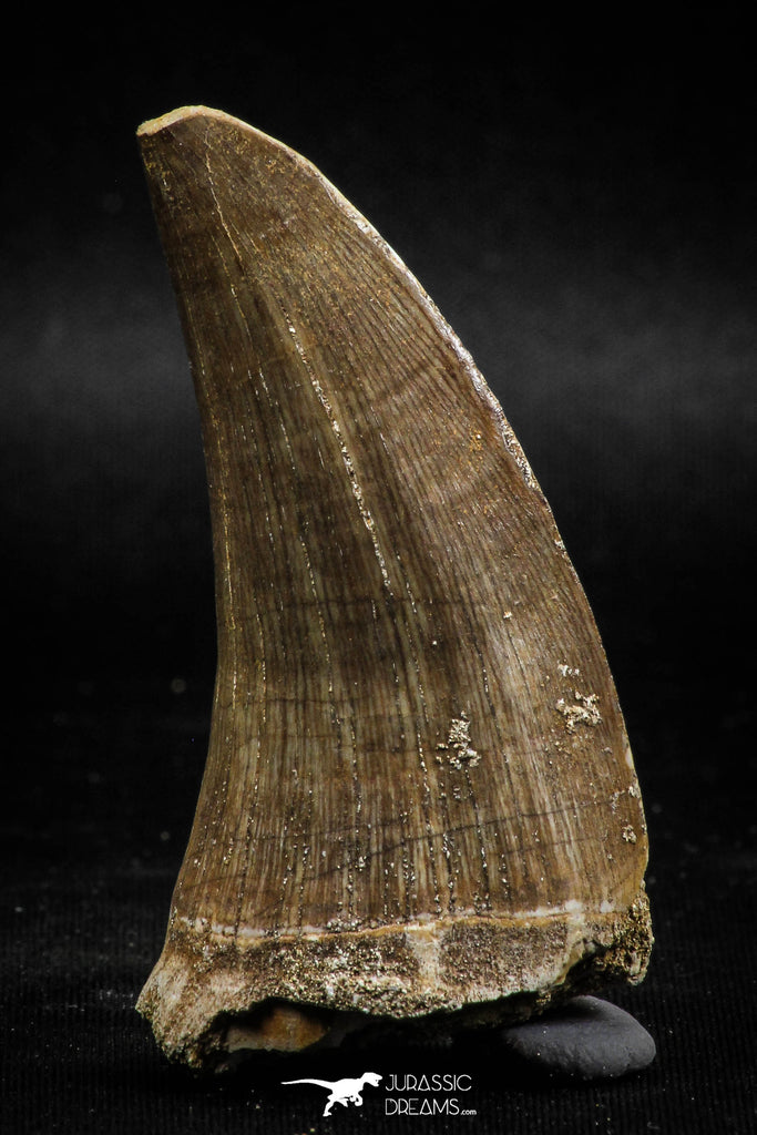 06216 - Top Rare 2.39 Inch Huge Tylosaurus sp (Mosasaur) Tooth Late Cretaceous