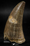 06216 - Top Rare 2.39 Inch Huge Tylosaurus sp (Mosasaur) Tooth Late Cretaceous