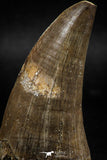 06216 - Top Rare 2.39 Inch Huge Tylosaurus sp (Mosasaur) Tooth Late Cretaceous