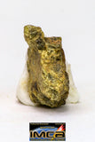 08965 - Fragment 0.323 g NWA Unclassified Diogenite Achondrite Meteorite