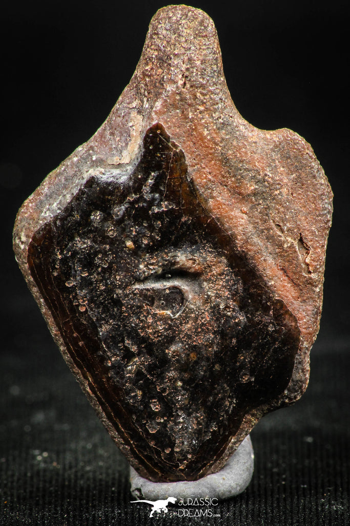 06241 - Collector Grade 1.46 Inch Lepidotes pankowskii Ganoid Scale From Kem Kem Basin