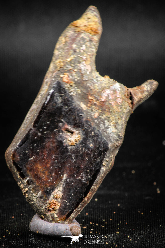 06243 - Collector Grade 2.13 Inch Lepidotes pankowskii Ganoid Scale From Kem Kem Basin