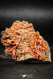 06260 -  Beautiful Red Vanadinite Crystals Cluster from Mibladen Mining District, Midelt Province, Morocco