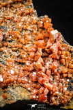 06260 -  Beautiful Red Vanadinite Crystals Cluster from Mibladen Mining District, Midelt Province, Morocco